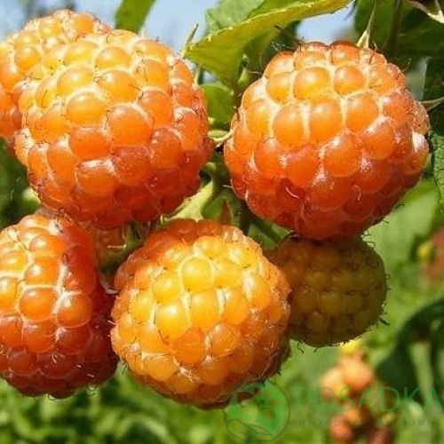 Малина КУМБЕРЛЕНД желтая в Алматы