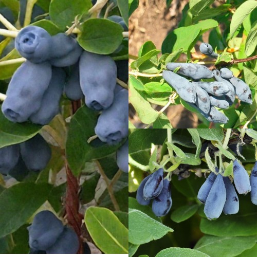 Комплект СЕВЕРНЫЕ ВИТАМИНЫ в Алматы