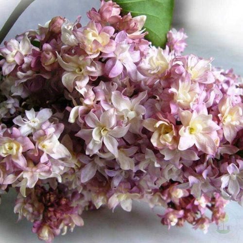 Сирень ФЕДЕРИКО ГАРСИА ЛОРКА в Алматы