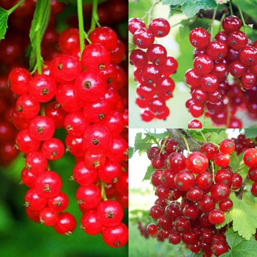 Комплект КРАСНЫЙ УРОЖАЙ в Алматы