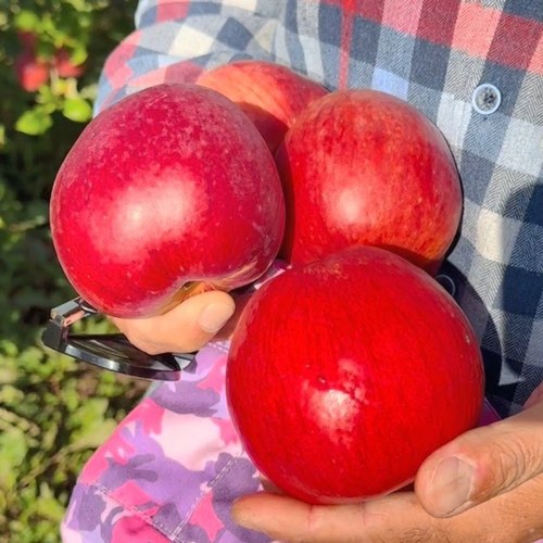Яблоня ПАМЯТЬ СЮБАРОВОЙ в Алматы