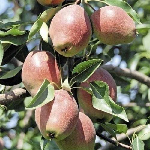 Груша КИРГИЗСКАЯ ЗИМНЯЯ в Алматы