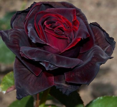 Черные розы.jpg