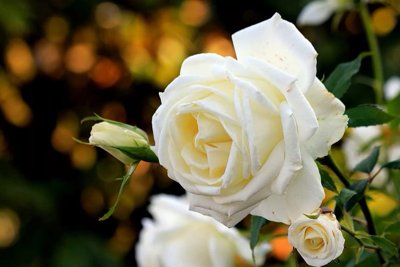 белые розы.jpg
