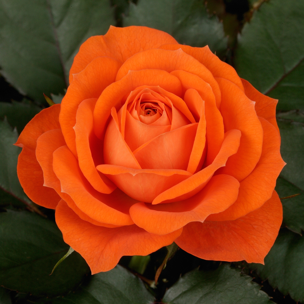 Оранжевые розы.jpg