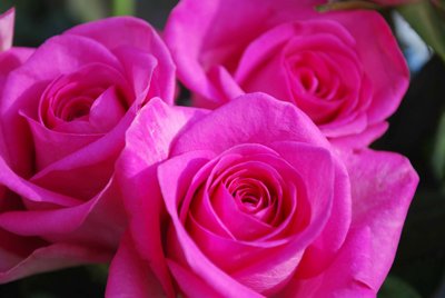 Розовые розы.jpg