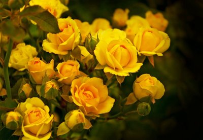 Желтые розы.jpg