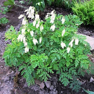 Дицентра красивая АВРОРА в Алматы