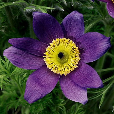 Прострел ПИНВИЛ БЛЮ ШЕЙДЕС в Алматы