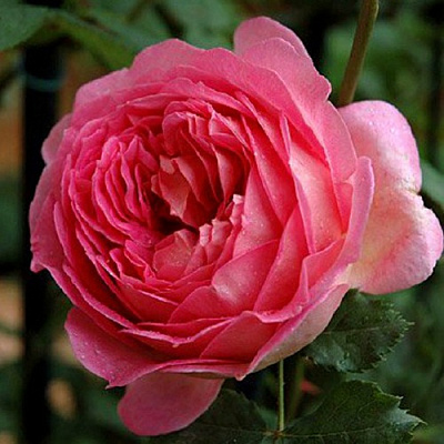 Роза ДЖУБИЛИ СЕЛЕБРЕЙШН английская в Алматы