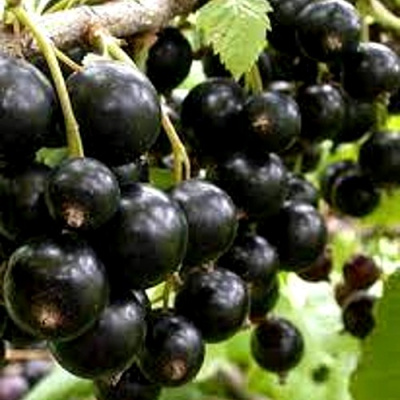 Смородина черная ОРЛОВСКИЙ ВАЛЬС в Алматы