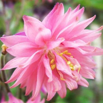 Аквилегия БАРЛОУ ПИНК гибрид МакКаны в Алматы