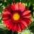 Гайлардия АРИЗОНА РЕД ШЕЙДС в Алматы