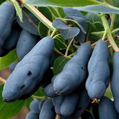 саженцы жимолости