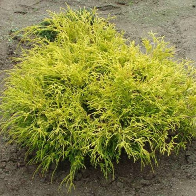 Кипарисовик ГОЛДЕН МОП горохоплодный в Алматы