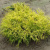 Кипарисовик ГОЛДЕН МОП горохоплодный в Алматы