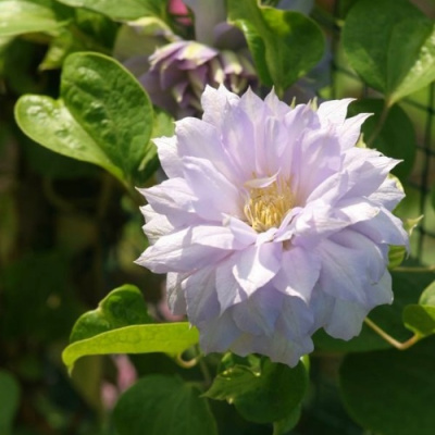 Клематис БЕЛЬ ОФ ВОРКИНГ в Алматы