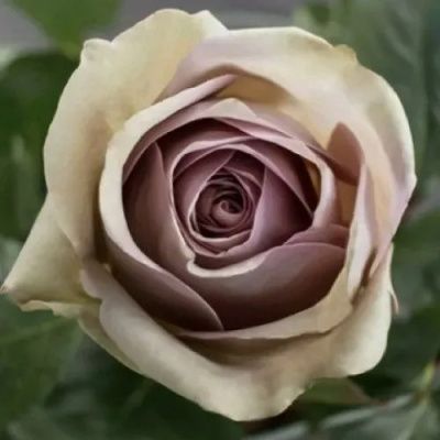 Роза АМНЕЗИЯ чайно-гибридная в Алматы