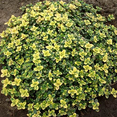 Тимьян ДОННА ВАЛЕЙ лимоннопахнущий в Алматы