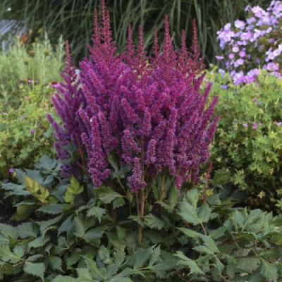 Астильба ВИЖНС китайская в Алматы