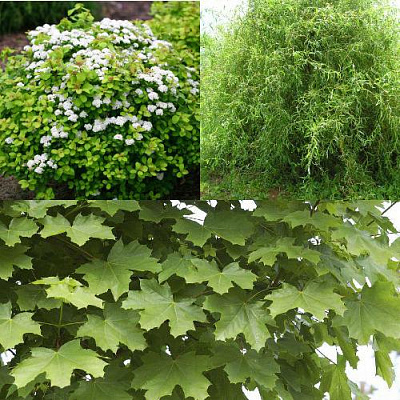 Комплект ЗЕЛЕНЫЙ ОАЗИС в Алматы