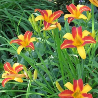 Лилейник ФРАНС ХАЛС в Алматы