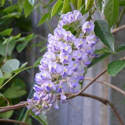 Глициния макростахия БЛЮ МУН в Алматы