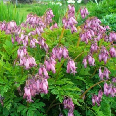 Дицентра изящная в Алматы