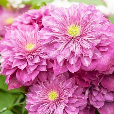 Клематис КАЙЗЕР в Алматы