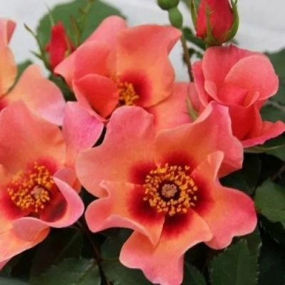 Роза ФО Ю АЙС ОНЛИ флорибунда  в Алматы