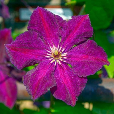 Клематис ГРЮНВАЛЬД в Алматы