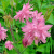 Аквилегия БАРЛОУ ПИНК гибрид МакКаны в Алматы