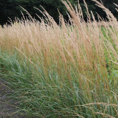 Вейник КАРЛ ФОРСТЕР остроцветковый в Алматы