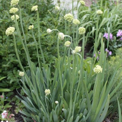 Лук слизун в Алматы