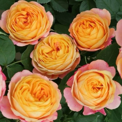 Роза БЕБИ РОМАНТИКА миниатюрная в Алматы