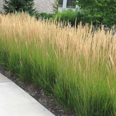 Вейник КАРЛ ФОРСТЕР остроцветковый в Алматы