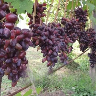 Виноград БАЙКОНУР в Алматы