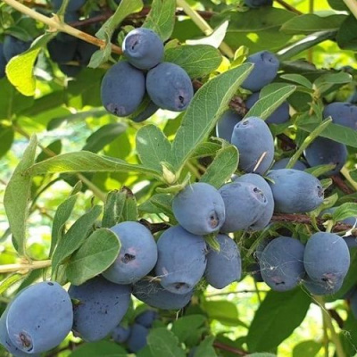 Жимолость съедобная КЛУБНИЧНАЯ СЕНСАЦИЯ в Алматы