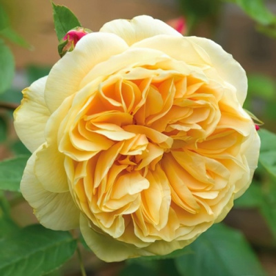 Роза ТИЗИНГ ДЖОРДЖИЯ английская в Алматы