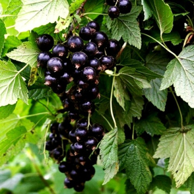 Смородина чёрная БЕЛОРУССКАЯ СЛАДКАЯ в Алматы