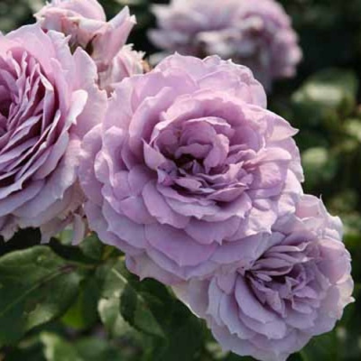 Роза НОВАЛИС флорибунда в Алматы