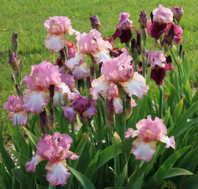 Ирис БЛАШИНГ ПИНК бородатый в Алматы