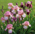 Ирис БЛАШИНГ ПИНК бородатый в Алматы