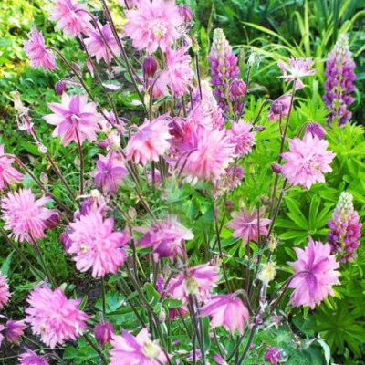 Аквилегия БАРЛОУ ПИНК гибрид МакКаны в Алматы