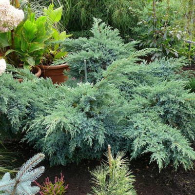 Можжевельник БЛЮ ШВЕД (СВИД) чешуйчатый в Алматы