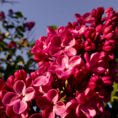 Сирень КРАСНАЯ МОСКВА в Алматы