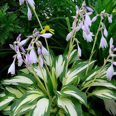 Хоста КРИСМАС КЭНДИ гибридная в Алматы