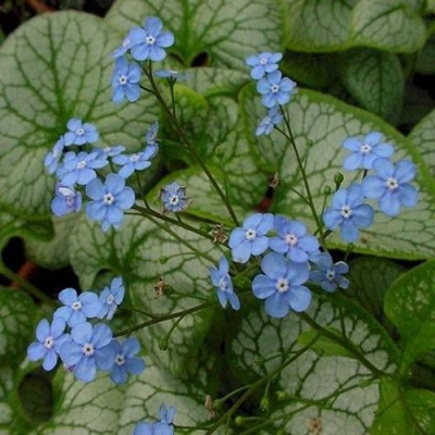 Бруннера ДЖЭК ФРОСТ в Алматы