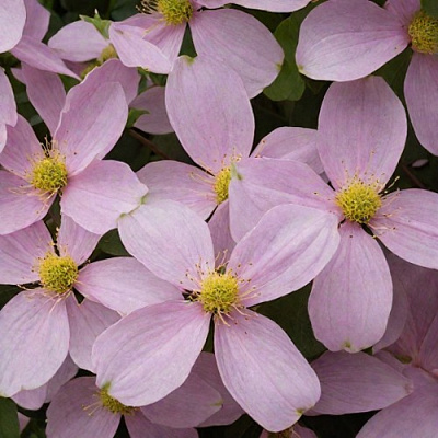 Клематис ГОРНЫЙ в Алматы