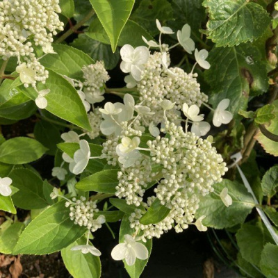 Гортензия ПРИМ ВАЙТ метельчатая в Алматы